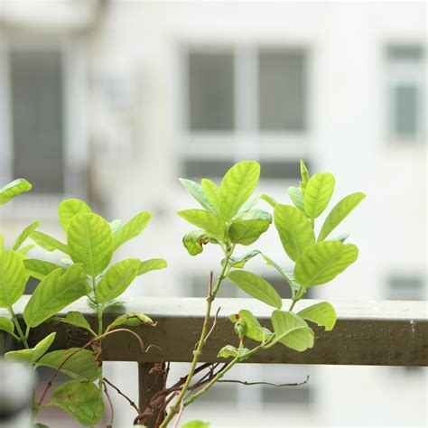 面北陽台植物|新手秘笈